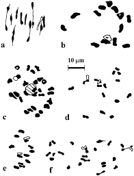 Image result for Justicia anagalloides