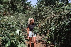 From wikipedia, the free encyclopedia. Visiting A Bali Coffee Plantation A Munduk Moding Tour