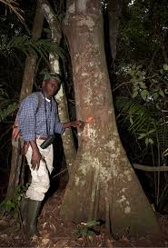 Image result for Xylopia aethiopica