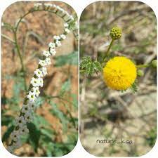 Springflwers From Kingdom Of Saudi Arabia Wild Plants Plants Flowers