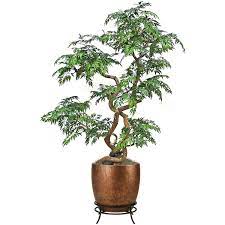 Ming Aralia Bonsai Tree Bonsai Tree
