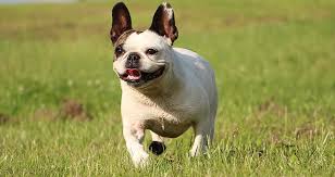 French bulldogs are sensitive to heat. How Much Exercise Do French Bulldog Puppies Need