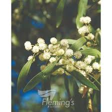 Image result for Acacia melanoxylon