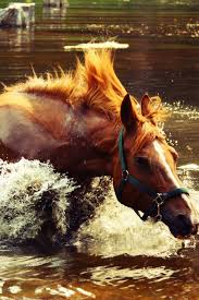 Ravenwhimsy S Wonderful World Horses Horse Water Horse Photography