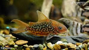 Beberapa jenis ikan pemakan tumbuhan dapat memakan alga atau fitoplankton yaitu ikan nilem, tawes, mola, bandeng, nila, tambakan dan oskar. Ikan Pemakan Lumut Atau Alga Paling Cocok Untuk Aquascape Hewanpedia