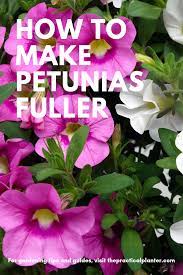 【 care free 】：plastic plants is uv resistant and never fade, can be put outside,front porch, back deck, garden, veranda, balcony ,reservation where the hot weather kills much fresh flowers. Petunias Can Sometimes Be Fairly High Maintenance Plants With These Simple Care Tips You Can Make Your Pe Container Gardening Flowers Petunias Outside Plants