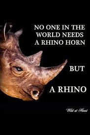 Pin By Travel Nerd Nici On A Word Or Two Animals Animal Conservation Rhino