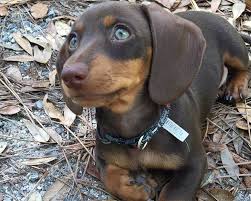 The sales person said things like well, if you're interested you have to act. Funny Dachshund Puppies For Sale In Alabama L2sanpiero