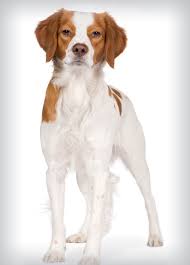 the best dogs for men brittany spaniel dogs brittany dog popular dog breeds