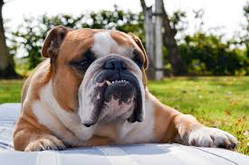 To make a dog shampoo hypoallergenic means ideally avoiding chemicals, parabens, sulfates and the like. 4 Common English Bulldog Teeth Problems For Better Dental Health