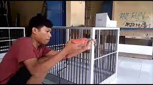 Baik anda seorang pecinta kucing atau bukan, tidak ada yang ingin berhadapan dengan kucing yang sedang marah dan kesal. Tutorial Memasang Kandang Full Alumunium Dari Elshopeverything Caranya Gampang Banget Bosku Youtube