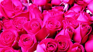 Rose Flower Wallpaper Hot Pink Background Rose Wallpaper