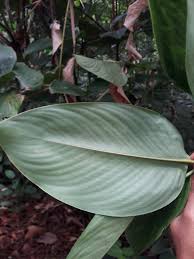 (1) plataran, (2) tempat yang dipertinggi, (3) dialahkan, (4) kata bantu bilangan. Pokok Bemban Saintifik Donax Tropical Survival Group Facebook