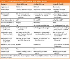 Muscle Cell Physiology Physiology An Illustrated Review