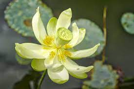 Maybe you would like to learn more about one of these? 36 Different Types Of Lotus Flowers Home Stratosphere