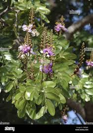 Image result for Baikiaea