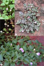 Image result for Stemodiopsis buchananii