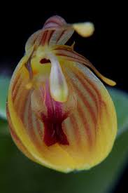 We did not find results for: Restrepia Nittiorhyncha Beautiful Orchids Rare Orchids Growing Orchids