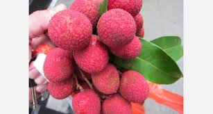 Read our handy guide into growing unusual vegetables at love the garden! 14 Strange Fruits And Vegetables You Ve Probably Never Heard Of First We Feast