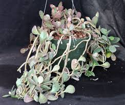 Image result for Kalanchoe humilis