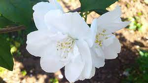 Maybe you would like to learn more about one of these? 5 Best Flowering Shrubs For Summertime