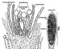 Image of Antheridia in Funaria