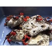 Banyak spesies kepiting payau dijual sesuai untuk. Kepiting Hias Aquarium Vamvire Crab Shopee Indonesia