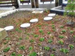 Perawatan ini juga bisa di gunakan untuk semua jenis rumput. Cara Penanaman Rumput Gajah Mini Secara Sederhana