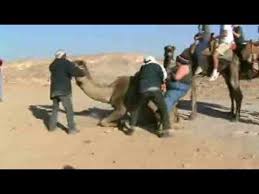 For me camel riding is easier than horse due to slow motion. Fat Person On A Camel Youtube