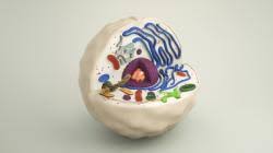 3d animal cell model kits. Animal Cell Model Kit Stlfinder