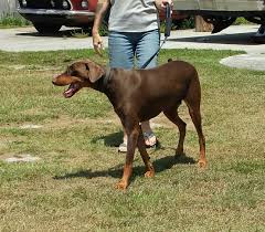 Find doberman in dogs & puppies for rehoming | 🐶 find dogs and puppies locally for sale or adoption in canada : Wilmington Nc Doberman Pinscher Meet Cooper A Pet For Adoption