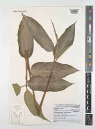 Image result for Hypselodelphys scandens