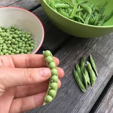 Image result for Pisum sativum