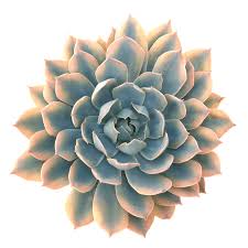 The large cacti have a small surface area to volume ratio, which. Echeveria Blue Heron Variegata Succulents Echeveria Buy Succulents