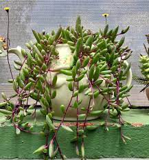 A cactus plant is an excellent, easy care , indoor plant that thrives in low household humidity. Ruby Necklace Succulent Succulent Garden Design Blooming Succulents Succulents