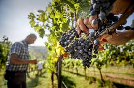 Traditionell wird die weinlese im weinberg manuell vorgenommen, wobei man die reife traube mit der hand abschneidet. Zwischenbilanz Im Wengert Kleine Schatten Uber Sonniger Weinlese Stuttgart Stuttgarter Nachrichten