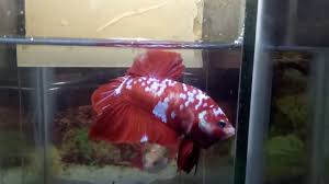 Silahkan kunjungi postingan get ikan cupang avatar gordon galaxy images untuk membaca artikel selengkapnya dengan klik link di atas. Cupang Giant Koi Red Galaxy Youtube
