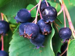 Image result for indiánská borůvka obrázek