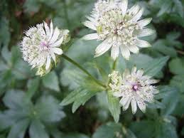Image result for Astrantia major `Roma`