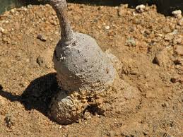 Image result for Cyphostemma adenocaule