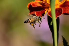 They help the bees measure light and also aid in navigation. Bees And Flowers A Wonderful Relationship Mybeeline