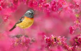 Every day new pictures, screensavers, and only beautiful wallpapers for free. Wallpaper Nature Cherry Bird Taiwan Flowers Bokeh Fuyi Chen Images For Desktop Section Zhivotnye Download