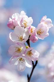 Sakura Kersenbloesem Japanse Kersenbloesems Kersenbloesem Bloemen Foto S