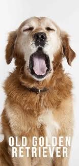 Old Golden Retriever How Should You Care For Your Dog As It Ages