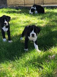 Look here to find a boxer breeder close to youindiana who may have puppies for sale or a male dog available for stud service. Burns Family Boxers Facebook