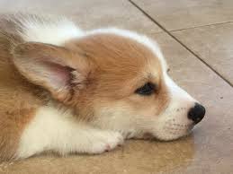 Find pembroke welsh corgi puppies and breeders in your area and helpful pembroke welsh corgi information. Corgi Puppies Dallas Tx Petsidi