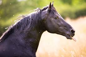 Das pferd versucht mit hoher halshaltung (aufgesteckter hals, aufrichtung) dem vorgelegten schwerpunkt zurück zu bekommen. Kauen Und Lecken Zeichen Von Unterwerfung Entspannung Oder Stress