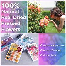 Free delivery on your first order shipped by amazon. Buy 146 Pcs Real Natural Dried Pressed Flowers For Resin Dry Flower Bulk Natural Herbs Kit For Candle Epoxy Resin Soap Making Scrapbooking Diy Art Crafts Painting Online In Germany B094blcyds