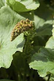 Image result for Gunnera perpensa