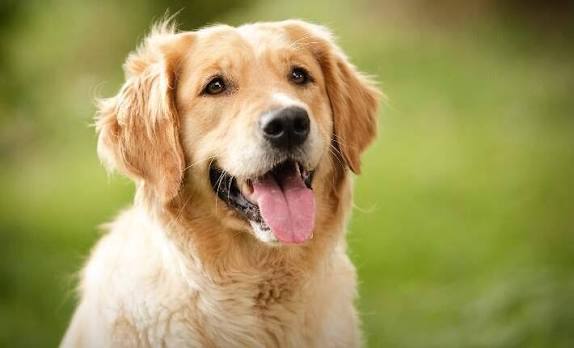 10 Intelligent Dog Breeds | Nylabone